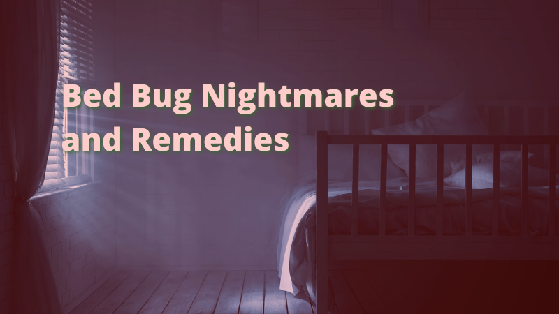 Bed Bugs Nightmares and Remedies