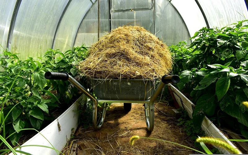 Where Can You Put a Grow Tent in Your Room?