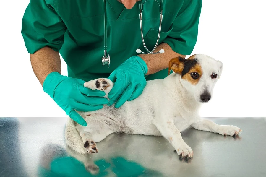 8 Things To Look For When Selecting The Right Vet Camden Nsw For Your Dog