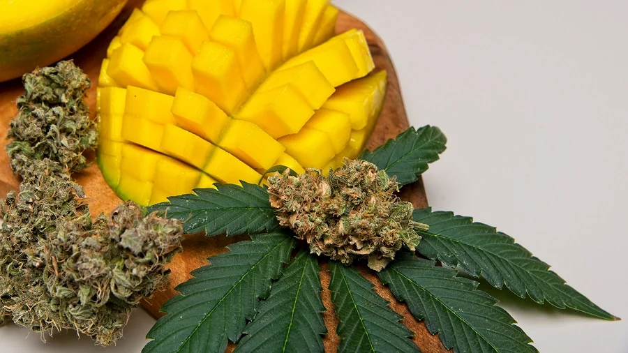 the Most Popular Mango Tasting Cannabis Strains