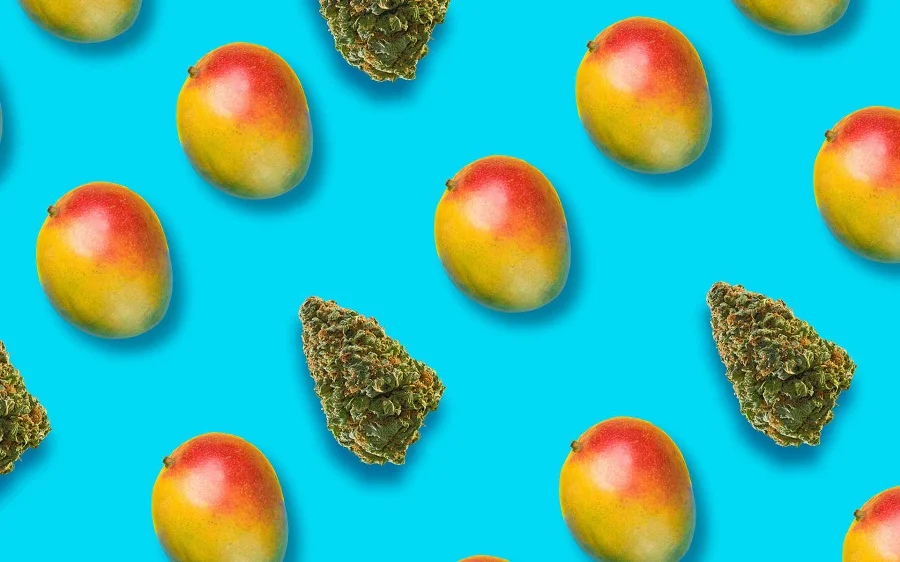 Most Popular Mango Tasting Cannabis Strains